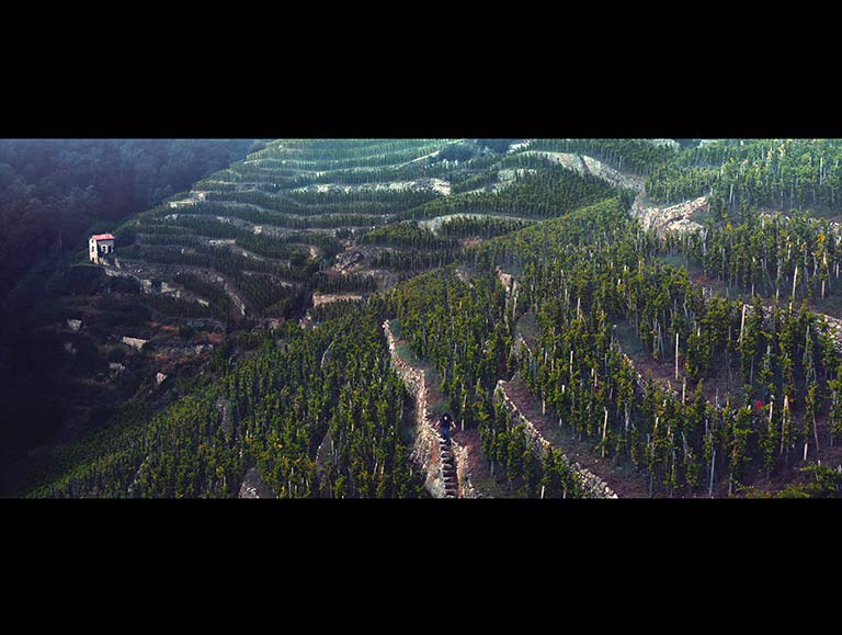 The Hills of Wrath - A Winemaking Epic by Léo Boudet